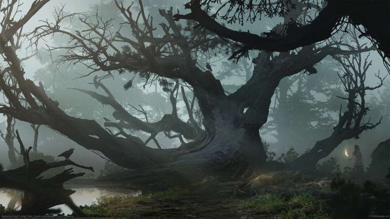 Mysterious forest Hintergrundbild
