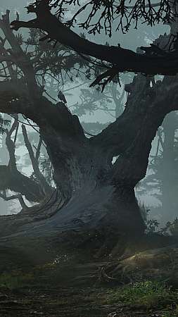Mysterious forest Handy Vertikal Hintergrundbild