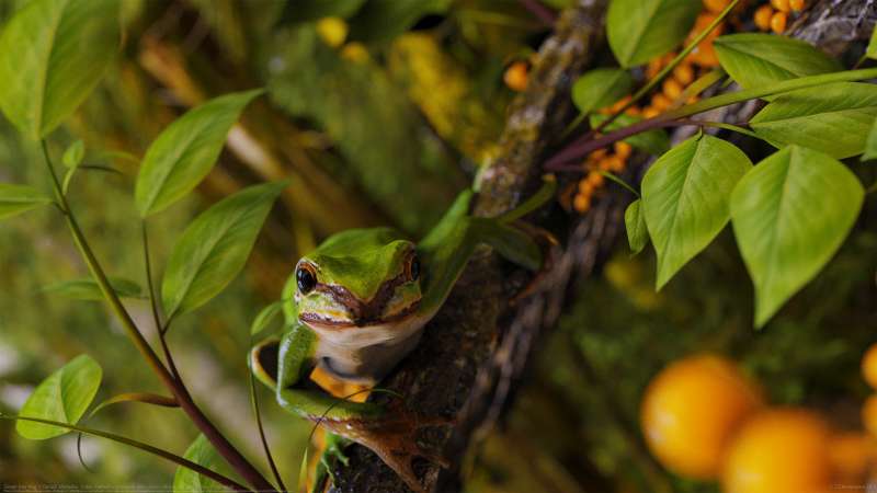 Green tree frog Hintergrundbild