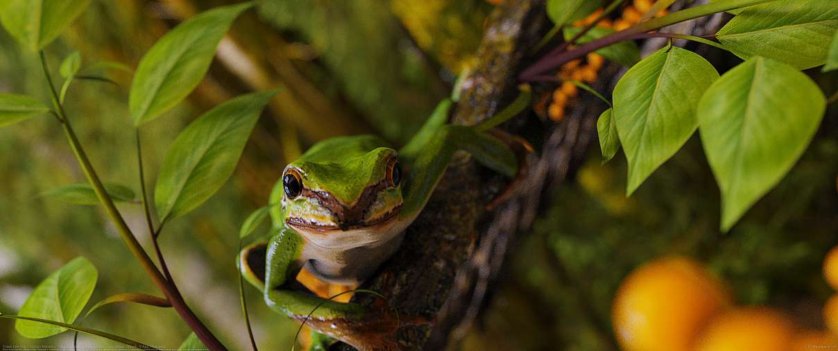 Green tree frog ultrabreit Hintergrundbild