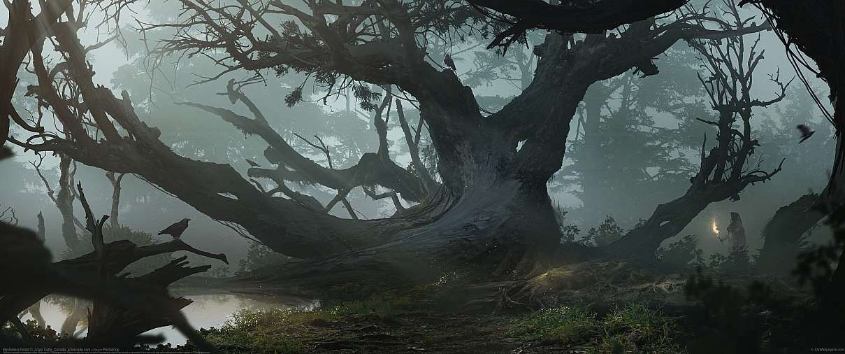 Mysterious forest ultrabreit Hintergrundbild